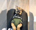 Small #2 Bulldog-Chihuahua Mix