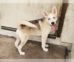 Small #1 Gerberian Shepsky