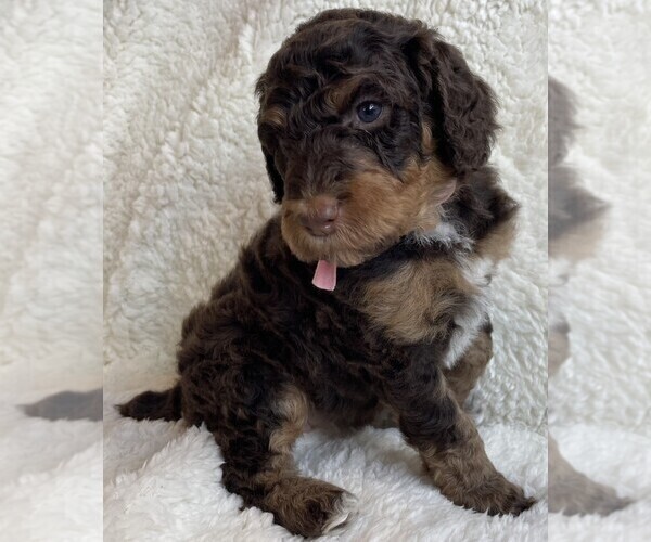 Medium Photo #4 Poodle (Standard) Puppy For Sale in BONNERS FERRY, ID, USA