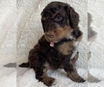 Small #3 Poodle (Standard)