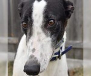 Greyhound Dogs for adoption in Grandville, MI, USA