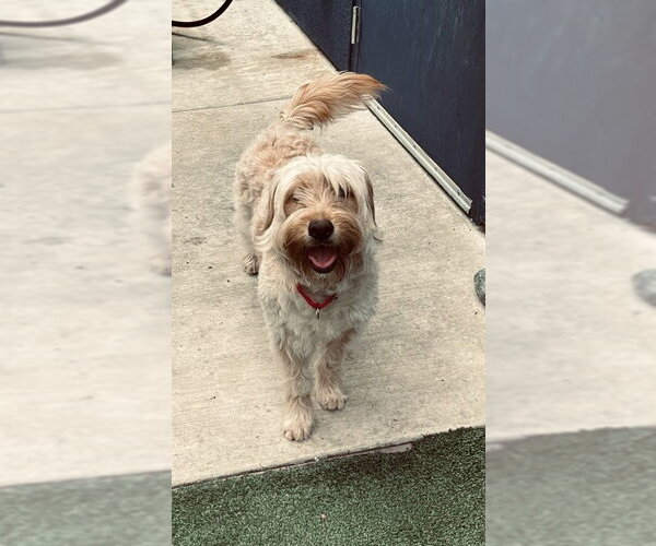 Medium Photo #2 Mutt Puppy For Sale in Pleasanton, CA, USA