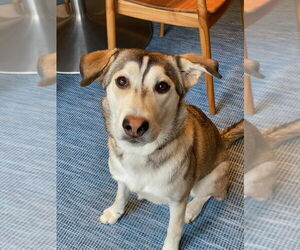 Gerberian Shepsky Dogs for adoption in Brewster, NY, USA