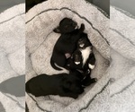 Small #1 Cardigan Welsh Corgi-Scottish Terrier Mix