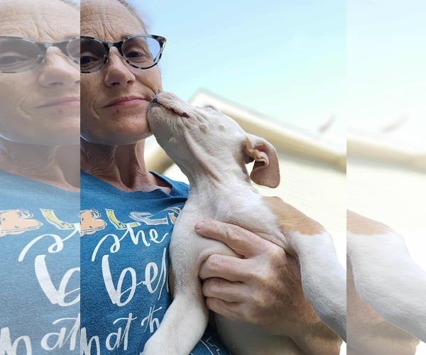 Medium Photo #20 American Pit Bull Terrier-Unknown Mix Puppy For Sale in Wakefield, RI, USA