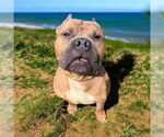 Small #24 Staffordshire Bull Terrier