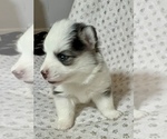 Small #7 Pomsky