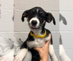 Small Beagle Mix