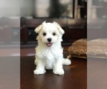Small Photo #1 Maltese Puppy For Sale in JACKSONVILLE, FL, USA