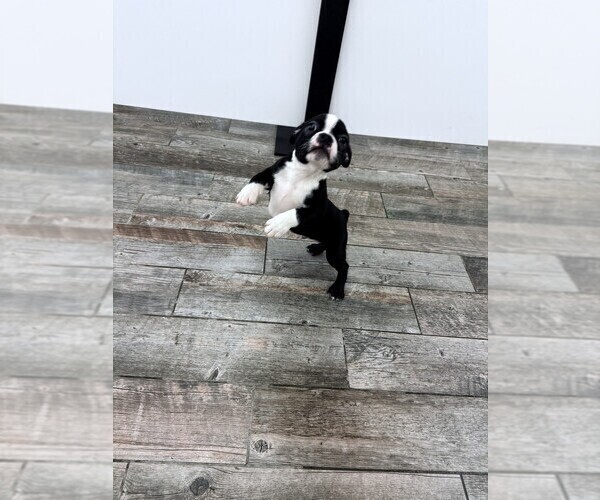 Medium Photo #1 Boston Terrier Puppy For Sale in INDIANAPOLIS, IN, USA