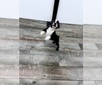 Image preview for Ad Listing. Nickname: Malcom