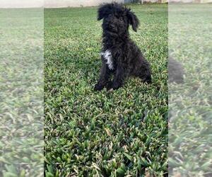 Schnoodle (Miniature) Puppy for sale in EL CAMPO, TX, USA
