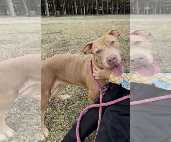 Medium Photo #2 Mutt Puppy For Sale in Rockaway, NJ, USA