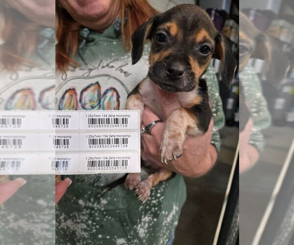 Medium Photo #4 Mutt Puppy For Sale in Foristell, MO, USA