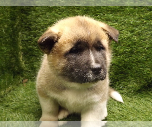 Medium Photo #3 Akita Puppy For Sale in ROLLA, MO, USA