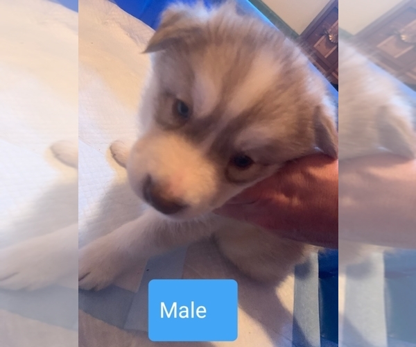 Medium Photo #3 Siberian Husky Puppy For Sale in RINGGOLD, GA, USA