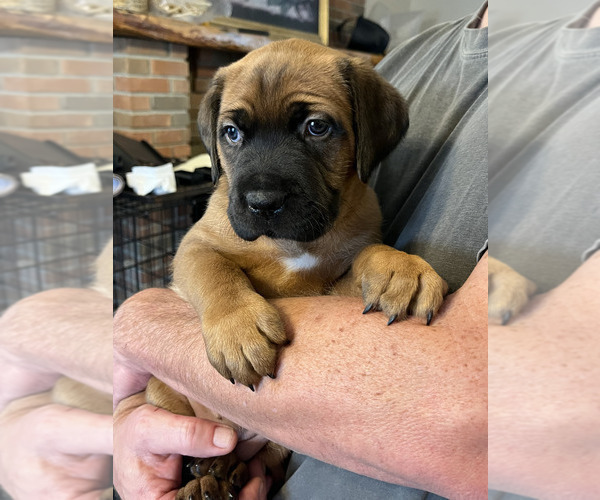 Medium Photo #6 Boerboel-Cane Corso Mix Puppy For Sale in MARION, OH, USA