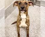 Small #1 Staffordshire Bull Terrier