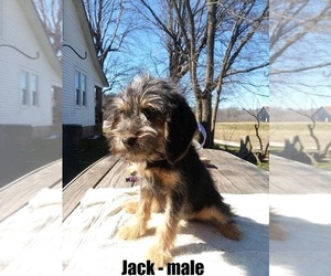 Poogle Puppy for sale in CLARKRANGE, TN, USA