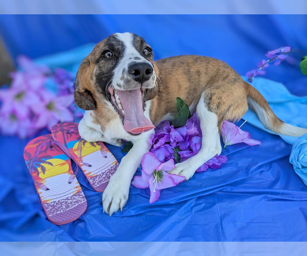 Medium Photo #1 Doxle Puppy For Sale in Fresno, CA, USA