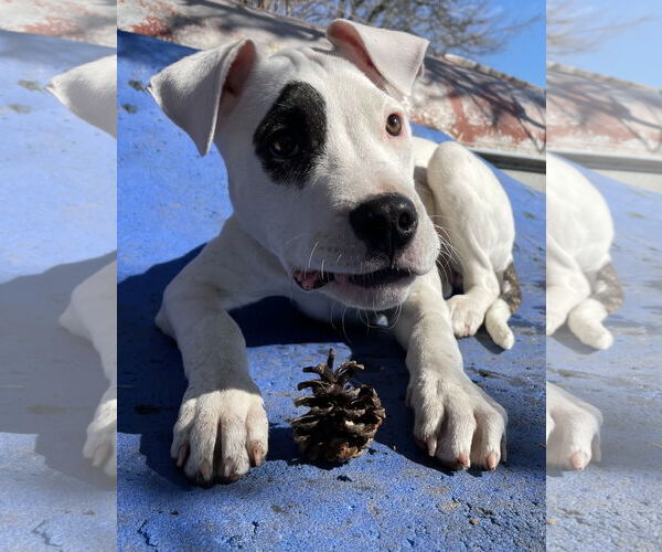 Medium Photo #1 Mutt Puppy For Sale in Techny, IL, USA