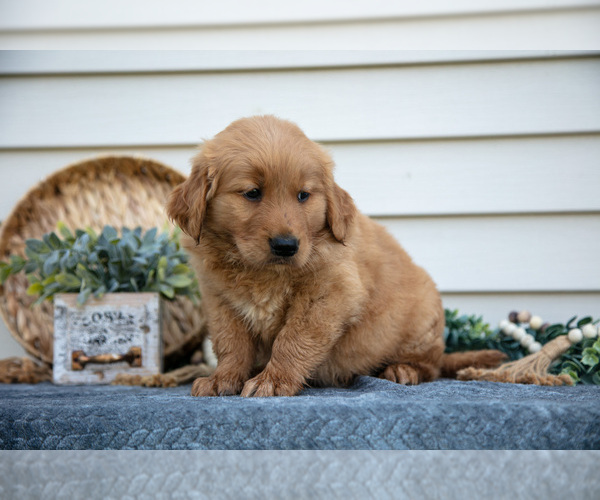 Medium Photo #6 Golden Retriever Puppy For Sale in NAPPANEE, IN, USA