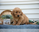 Small #4 Golden Retriever