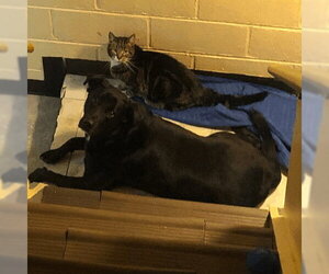 Labrador Retriever Dogs for adoption in columbia, SC, USA