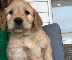 Goldendoodle Puppy for Sale in HARRISON, Arkansas USA