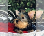 Small Photo #3 Yorkshire Terrier Puppy For Sale in LOS ANGELES, CA, USA