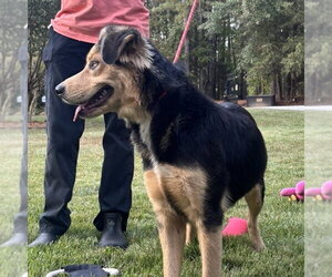 ROSANNE - Female Border Collie Dog for Adoption - Photo #2