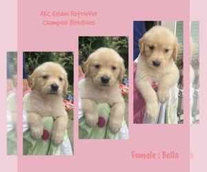Golden Retriever Puppy for sale in SUGAR LAND, TX, USA