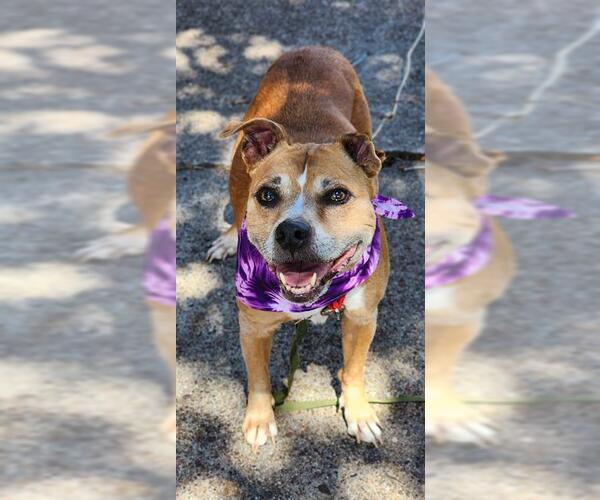 Medium Photo #1 American Pit Bull Terrier Puppy For Sale in Baytown, TX, USA