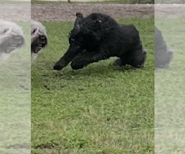 Medium Photo #12 Bouvier Des Flandres Puppy For Sale in BLANCO, TX, USA