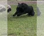 Litter of 2 - Female Bouvier Des FlandresLitter of Puppies for Sale - Photo #12