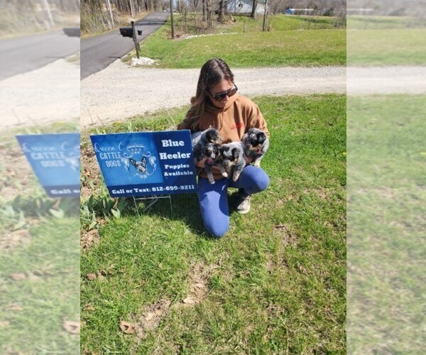 Medium Photo #8 Australian Cattle Dog Puppy For Sale in JASONVILLE, IN, USA