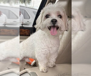 Coton de Tulear Dogs for adoption in Fort Lauderdale, FL, USA