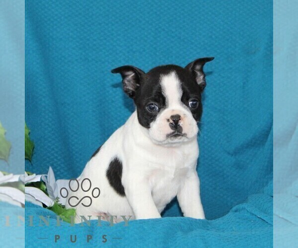 Medium Photo #5 Boston Terrier Puppy For Sale in QUARRYVILLE, PA, USA