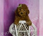 Small Photo #65 Goldendoodle (Miniature) Puppy For Sale in WARSAW, IN, USA