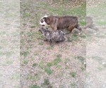 Small Photo #18 Bulldog Puppy For Sale in TUNNEL HILL, GA, USA