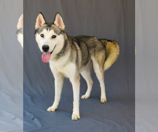 Medium Photo #2 Siberian Husky Puppy For Sale in Pasadena, CA, USA