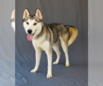 Small #1 Siberian Husky