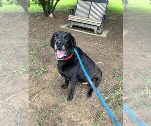 Labrador Retriever-Unknown Mix Dogs for adoption in Front Royal, VA, USA