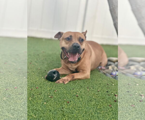 Medium Photo #6 American Pit Bull Terrier Puppy For Sale in Pompano Beach , FL, USA