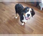 Small #10 Bernese Mountain Dog
