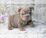 Small #2 English Bulldog