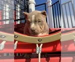 Small Photo #5 American Bully Puppy For Sale in NORTH HIGHLANDS, CA, USA