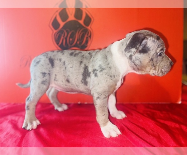 Medium Photo #3 American Bully Puppy For Sale in TRENTON, NJ, USA