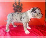 Small #2 American Bully