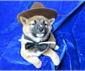 Shiba Inu Puppy for sale in NORWOOD, MO, USA